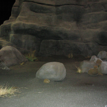 Rock sets -Adjustments of volume with sculpted rigid urethane, final texture out of shotcrete refined required finition by sculpture team