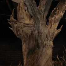 Ancient tree ship set - Molded drift wood, casted in plaster, installed and sculpted. Total hight 36 ft